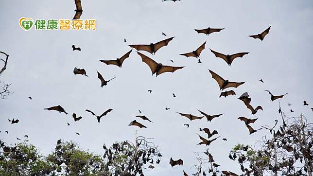 蝙蝠可作為麗沙病毒的自然宿主，防檢署提醒民眾無論於何處，倘若見到衰弱或死亡蝙蝠，切勿自行接觸。