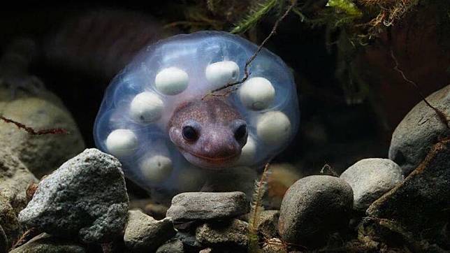 玉山國家公園舉辦山椒魚特展，其中山椒魚護卵時，會將形似花環「甜甜圈」的卵串套在頭上保護，可愛模樣有如「波堤獅」。(玉管處提供)