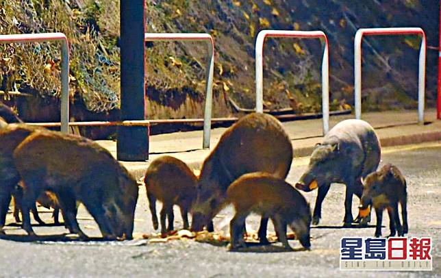 ■野豬繁殖數量快速，過往發生過多次咬傷人事件。