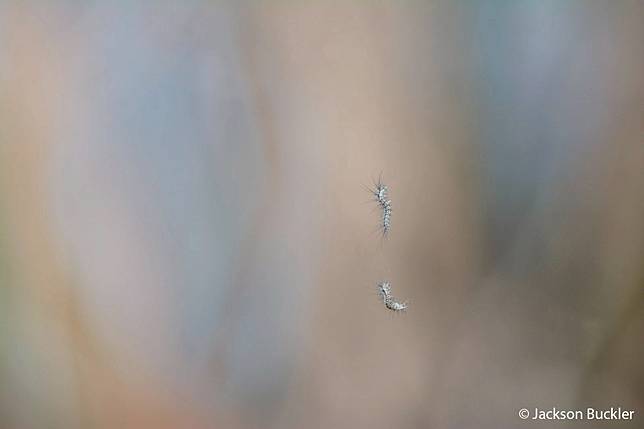 Hanging by a Thread by Jackson Buckler ／ AGNPOTY