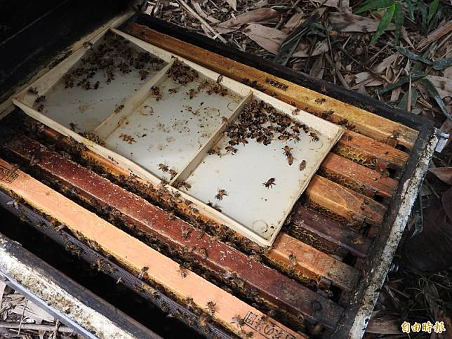 南投蜂農受災的蜂箱蜜蜂數量大幅減少，更多蜜蜂不斷顫抖跳動，陸續掙扎而死。(資料照，記者佟振國攝)