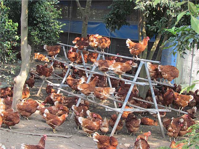 非籠飼不論是放牧或是平飼系統，都會提供棲架以滿足蛋雞抓握與棲息高處的需求，讓雞隻能在更舒適的環境成長。（圖片來源：家樂福提供）