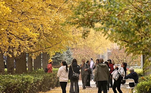 People enjoy the autumn scenery at the Olympic forest park in Beijing, capital of China, Oct. 31, 2024. (Xinhua/Li Xin)