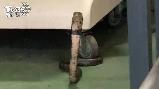 辦公室裡出現一條眼鏡蛇。（圖／TVBS）