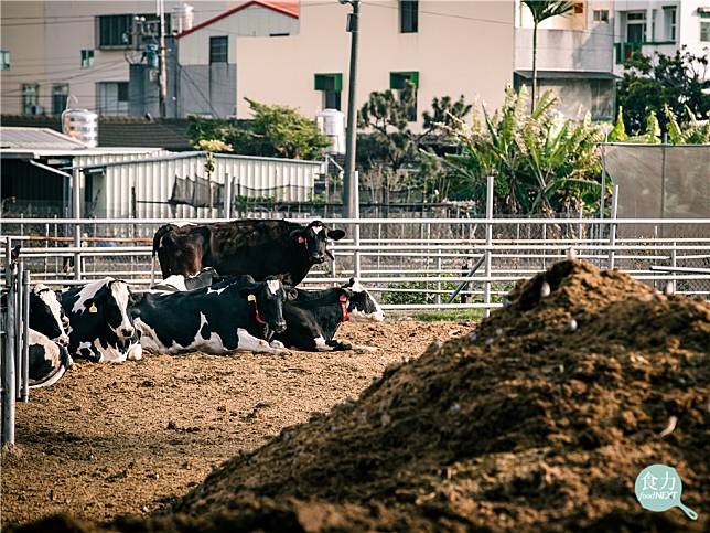 台灣天生環境弱勢，牛隻自由活動空間不比歐美國家放牧來得開闊，從牛隻飼養方式的不同、吃的食物不同，牛乳產出的品質也自然不同。