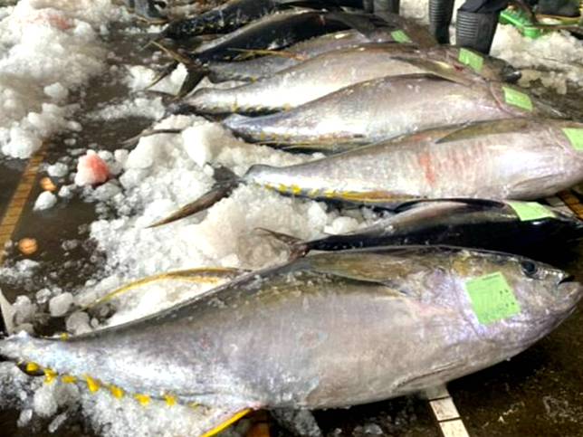 2025年蘇澳鮪魚季全昌隆168號傳喜訊