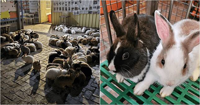 寵物餐廳「蕭家大院」養了400隻兔子，卻一直遭檢舉。（翻攝自蕭家大院兔子寵物餐廳臉書）