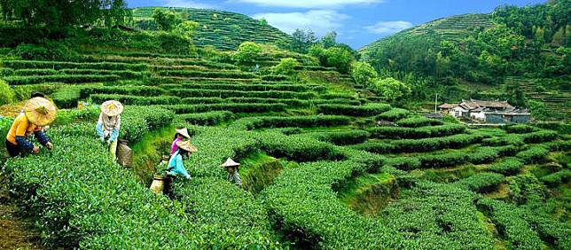 【旅讀早安】農業文化遺產出爐　游牧、梯田、茶栽種皆上榜