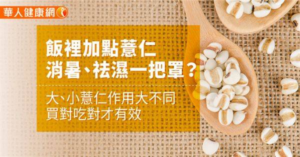 飯裡加點薏仁，消暑、祛濕一把罩？大、小薏仁作用大不同，買對吃對才有效