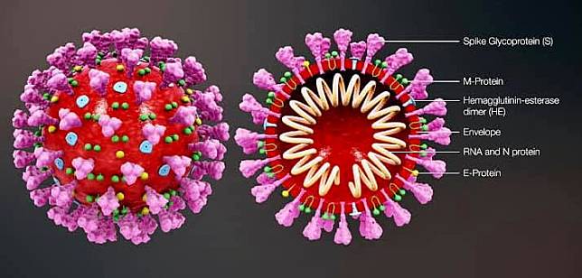 ทำความรู้จักไวรัสโควิด-19 มากขึ้น พร้อมเรียนรู้วิธีใช้ชีวิตให้ปลอดภัยช่วงแพร่ระบาดโรค