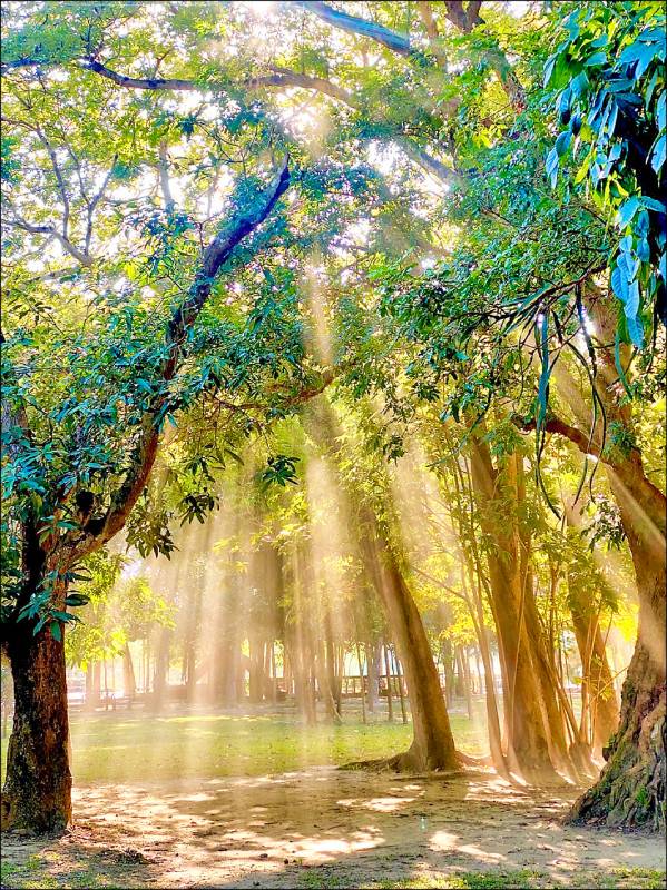 台南山水花園水道博物館戶外，陽光從密林區的樹木間隙灑。﹛山上花園鎮提供)
