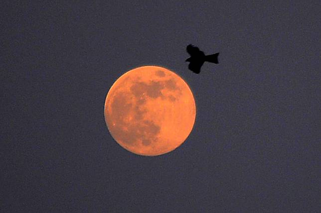 This photo taken on Nov. 15, 2024 shows a full moon in southern Pakistani port city of Karachi. (Str/Xinhua)