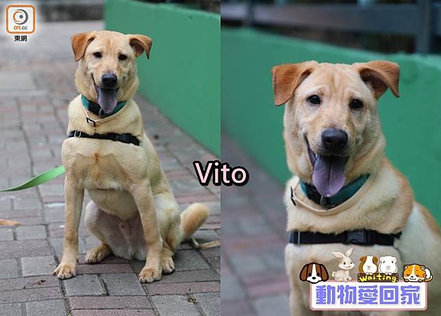 Vito喜歡吸引人注意，牠能夠與其他狗狗融洽相處，也努力學習不同的社交技巧。（愛協提供）