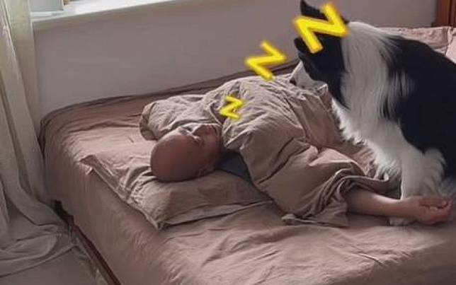 主人呼呼大睡，邊牧貼心蓋被？　真相曝光
