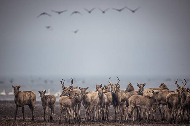 This photo taken on Dec. 27, 2023 shows milu deer at Shishou Milu Deer National Nature Reserve in central China's Hubei Province. (Xinhua/Wu Zhizun)