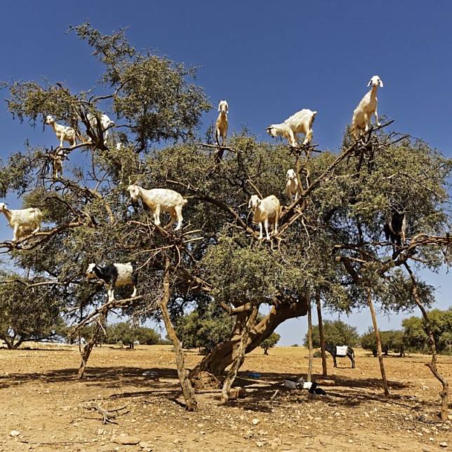 圖片截取自 YAVUZ SARIYILDIZ / SHUTTERSTOCK