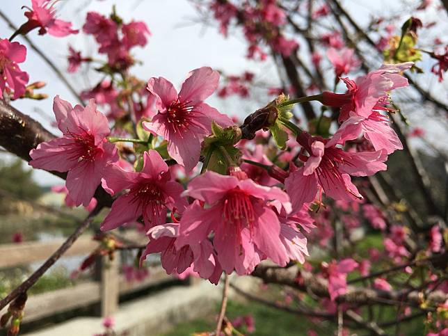 泰安派出所旁櫻花已盛開   圖：台中觀旅局/提供