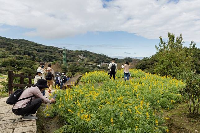 相約魯冰花季 樟樹步道花海起跑活動