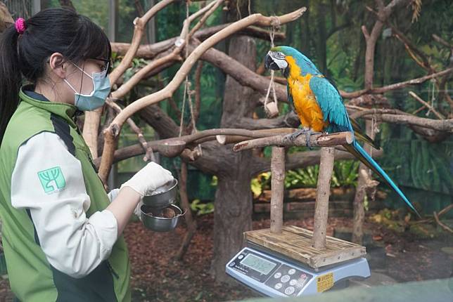 黃腹藍琉璃金剛鸚鵡測量體重。（台北市立動物園提供）