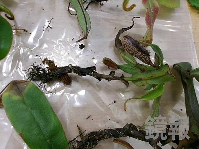 豬籠草是植物害蟲穿孔線蟲的寄主，擅自帶進台灣恐引發生態浩劫。