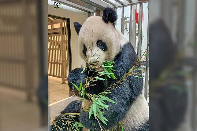 台北市立動物園今天（19日）將公布大貓熊團團的病理報告。（取自台北市立動物園臉書）