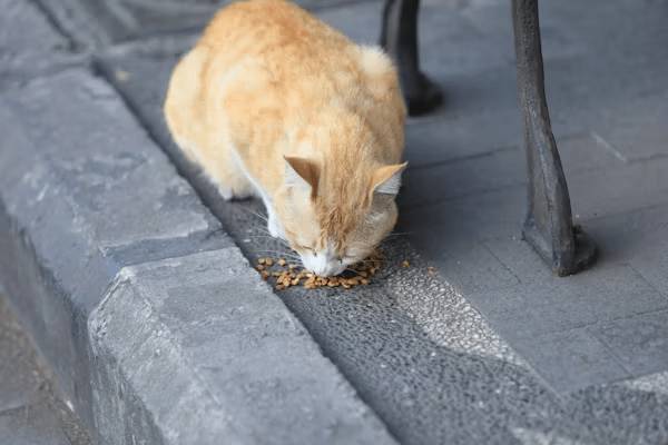 貓咪天生是獵食者，撥弄飼料可能是模仿狩獵本能，確保「獵物」無害。圖:pixabay