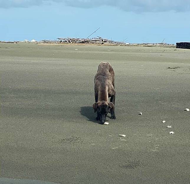 鄭又瑋等人將在外傘頂洲流浪的「海狗」救起。(鄭又瑋提供)