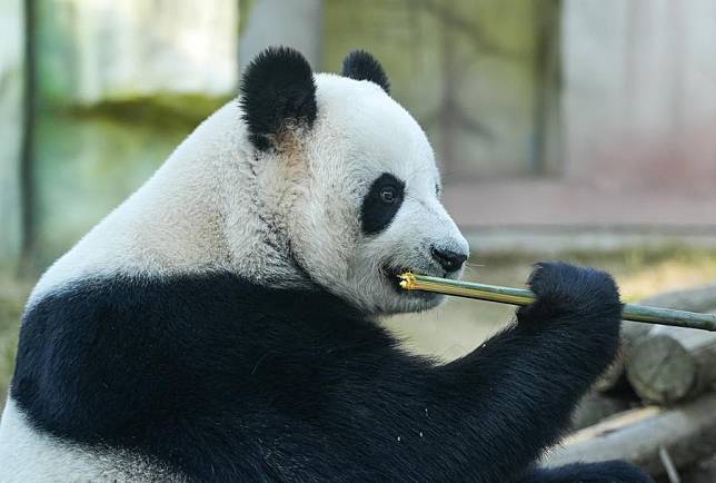 Giant panda Nuan Nuan feeds on bamboo at a wildlife zoo in Tangshan tourist resort in Nanjing, east China's Jiangsu Province, Dec. 1, 2024. Seven giant pandas, all of them guests from the China Conservation and Research Center for Giant Pandas, have attracted thousands of eyes as they enjoyed food and sunshine in public on a warm winter day. (Xinhua/Yang Lei)