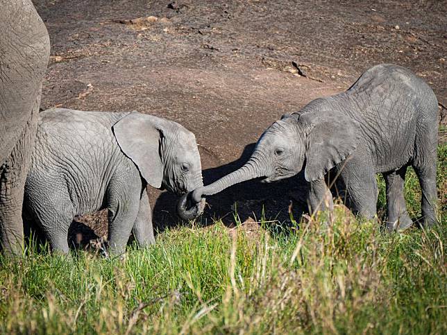 Two baby elephants play in Kenya's Masai Mara National Reserve on Oct. 12, 2024. (Xinhua/Li Yahui)