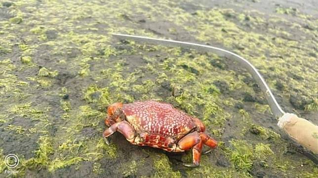 毒王之王現身，世界最毒螃蟹繡花脊熟若蟹在澎湖鐵線海域發現。(甘翠玲提供)