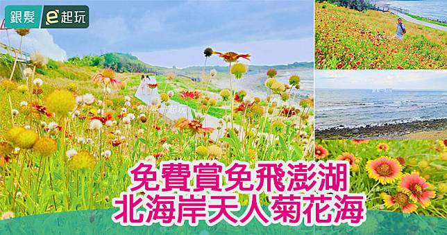 免門票！石門風箏公園｜北海岸濱海步道出現天人菊花海，蔚藍大海X橘紅花海同框，每個角度拍照都超美！