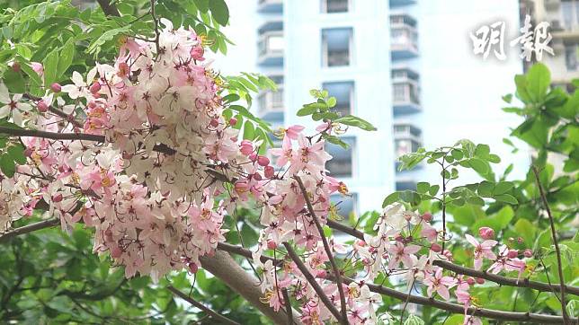 櫻桃街公園的節果決明綻放，4月25日攝。（陸秋燕攝）