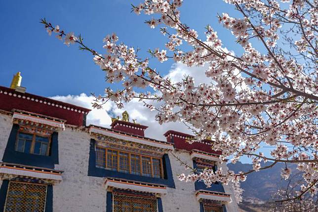A peach tree is in full blossom near a temple in Lhasa, southwest China's Xizang Autonomous Region, April 5, 2024. (Xinhua/Tenzing Nima Qadhup)