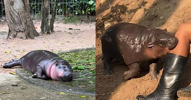 一隻河馬帶動泰國旅遊業？侏儒河馬「彈跳豬」爆紅全球，動物園營收破兩億，引發相關動保團體批評