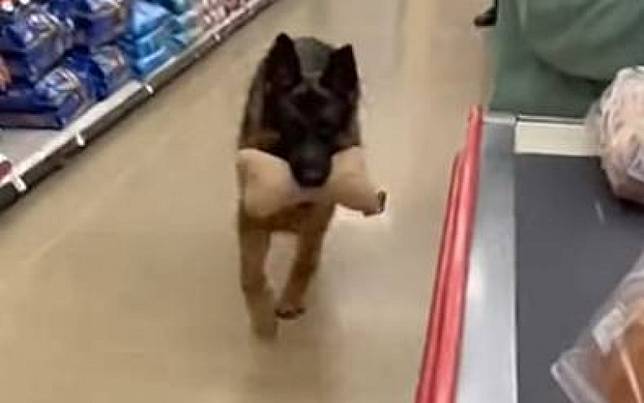 小朋友吵著買玩具？　德牧把東西丟上收銀台：這東西我要定了