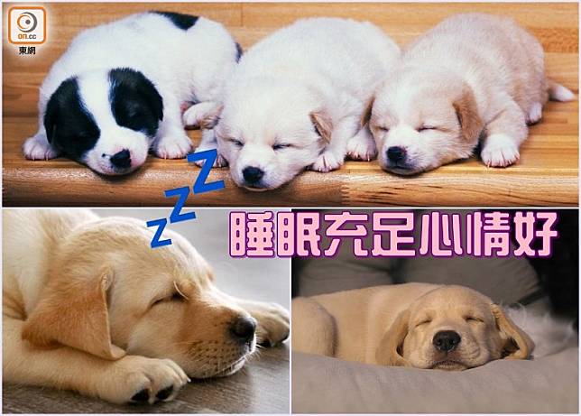 人類睡眠充足，整天心情都會見平穩，而狗狗於這方面與人類無異，一樣需要有充足的睡眠，才能有穩定的情緒。〈設計圖片〉