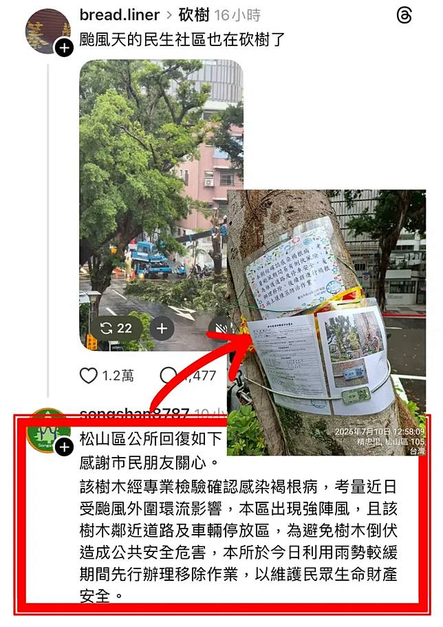    ▲公園處表示，民生社區這一案，松山區公所也已說明，那棵樹確診感染褐根病，而且已事先公告移除原因，同樣為避免颱風樹倒而派工先行處理。（圖／公園處提供）  