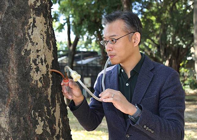 國立中興大學昆蟲學系教授李後鋒團隊解密白蟻會蓋出適應不同覓食需求的蟻道，蟻道堅固的關鍵在白蟻的糞便。（中興大學提供）中央社記者趙麗妍傳真 112年1月30日 