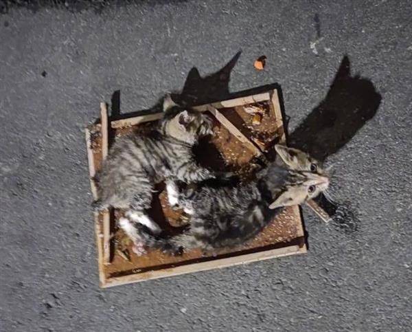 2隻幼貓被黏鼠板困住。（圖片來源／台北市動保處提供）