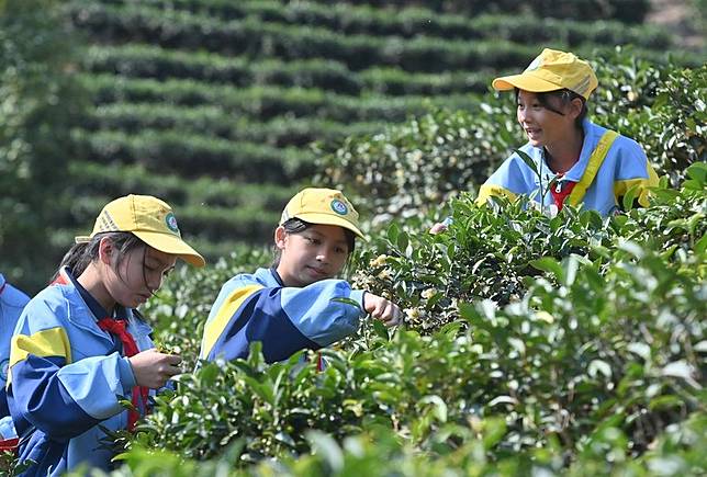 Students pick tea leaves at the tea garden of Tangping Primary School in Liubao Town of Cangwu County in Wuzhou City, south China's Guangxi Zhuang Autonomous Region, Dec. 3, 2024. (Xinhua/Huang Xiaobang)