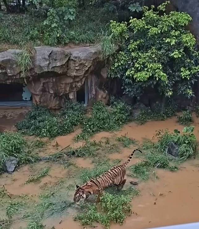 新竹市區今天因強降雨到處淹水，連動物園內的老虎也幾泡在水裡，棲地也慘不忍睹。(讀者提供)