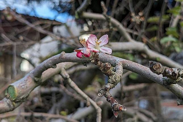 福壽山農場的「蘋果王」最近出現二次開花的情形。（記者陳金龍翻攝）