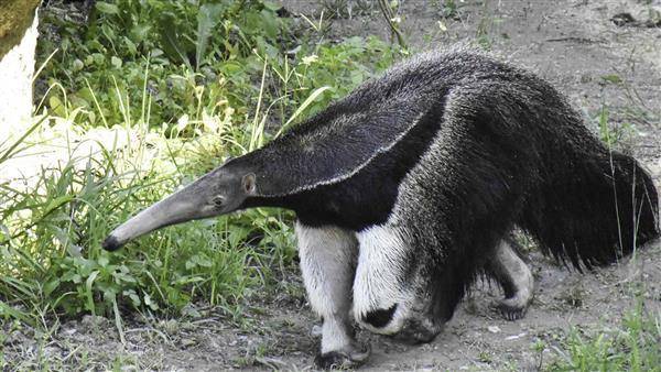 大食蟻獸「口袋莎」和胎兒近期因難產死亡。取自臺北市立動物園