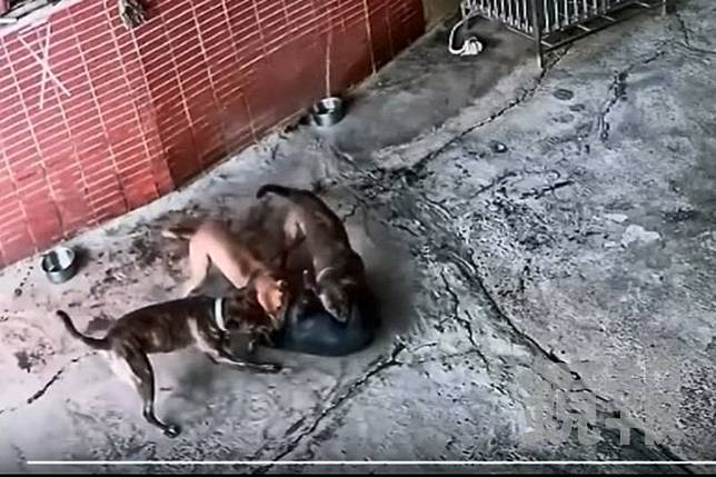民眾拴鍊在自家院子的黑色家犬，慘遭三隻大型犬撲倒圍攻，持續撕咬近20分鐘，家犬不幸當場被咬死，事發現場血跡斑斑。畫面授權threads _p.o.q