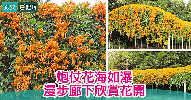 想看炮仗花捷運就能到！花博圓山園區「炮仗花瀑廊道」，浪漫艷橘下當花仙子