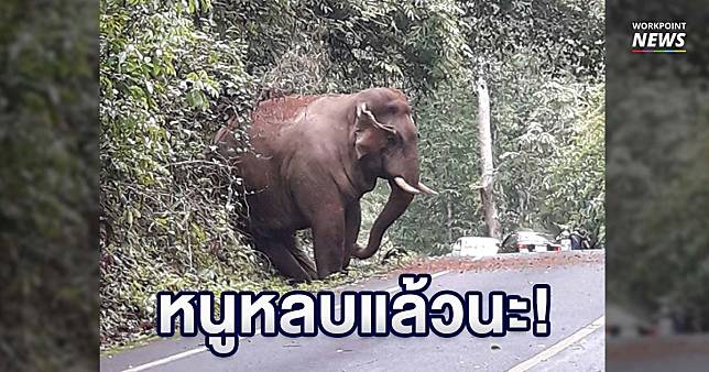 ทำตัวเล็กที่สุดแล้ว “ช้างป่า” หลบไหล่ทางไม่ขวางทำรถติด