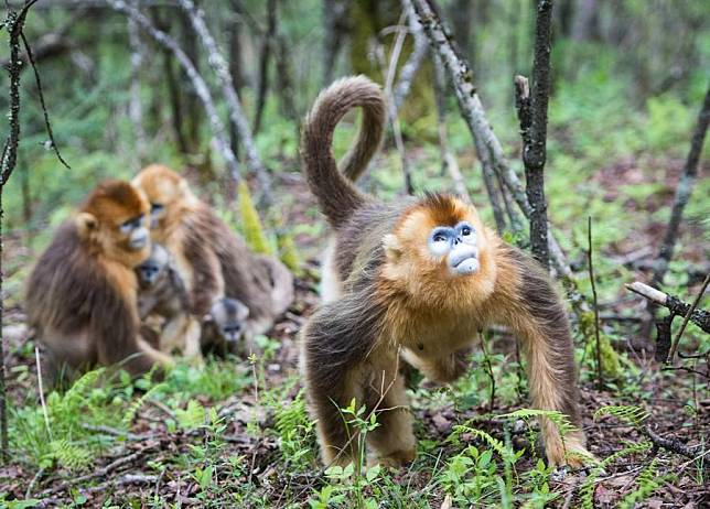Photo taken on May 19, 2021 shows golden monkeys at Dalongtan Golden Monkey Research Center in Shennongjia National Park of central China's Hubei Province. (Xinhua/Xiao Yijiu)