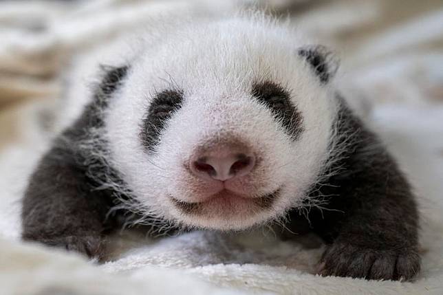 This photo taken on Sept. 24 shows one of the one-month-old giant panda twins at Zoo Berlin, Germany. (Zoo Berlin/Handout via Xinhua)