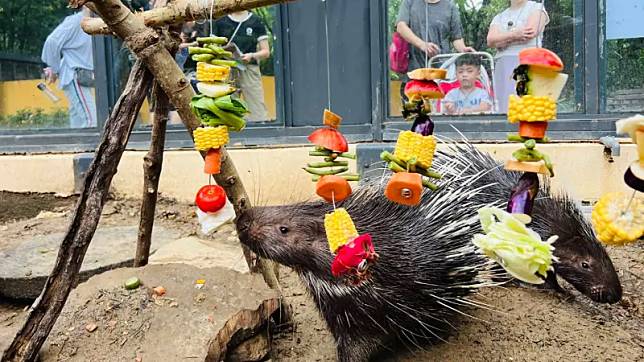 ▲中秋節壽山動物園特別為動物們舉辦了一場別開生面的「野營派對」。應景擺盤不只讓冠豪豬體驗不同的刺激，同時也是遊客觀察動物特徵的絕佳機會。（圖／高市府觀光局提供）