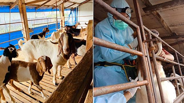 屏東縣九如鄉出現近30幾年來，牛羊首例本土感染布氏桿菌羊隻。動物防疫所提供